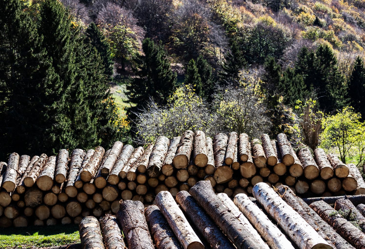 Cross-border Debt Recovery: Forestry Cut Industry tress laid out in a pile in the woods.